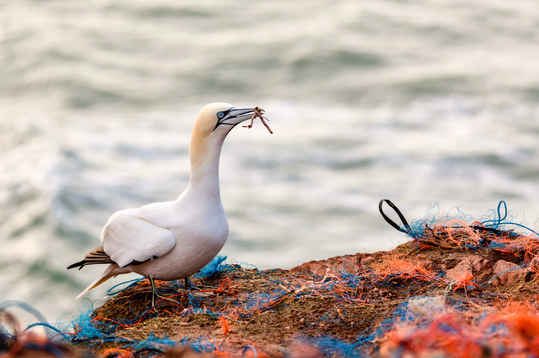 What Do Seabirds Eat? Evidently, Plastic.