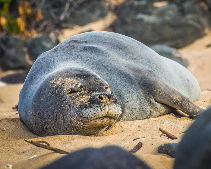 Cause of the Month: Hawaiian Monk Seals