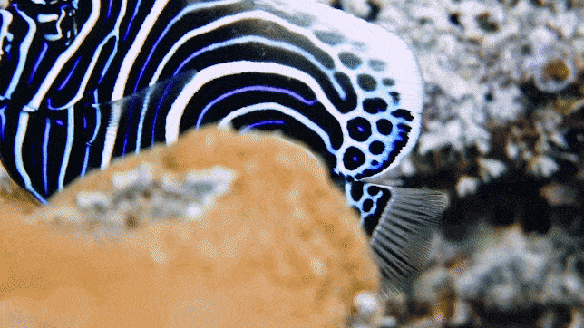 “A Living Masterpiece” the Emperor Angelfish