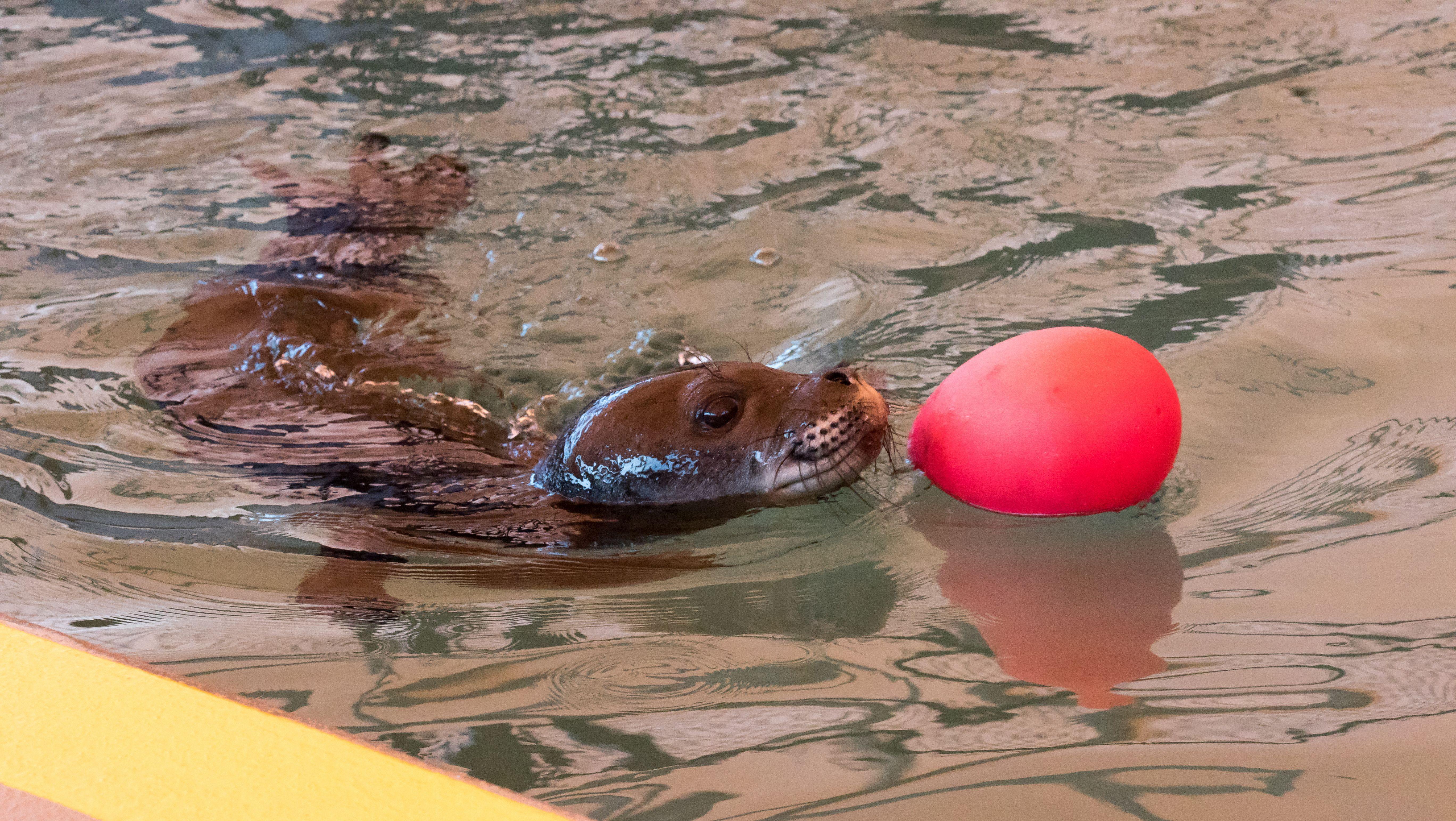 Another 4ocean Adoption: Meet Kilo, The Hawaiian Monk Seal - 4ocean