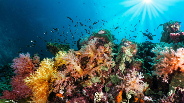Coral Reefs: The Rainforests of the Ocean