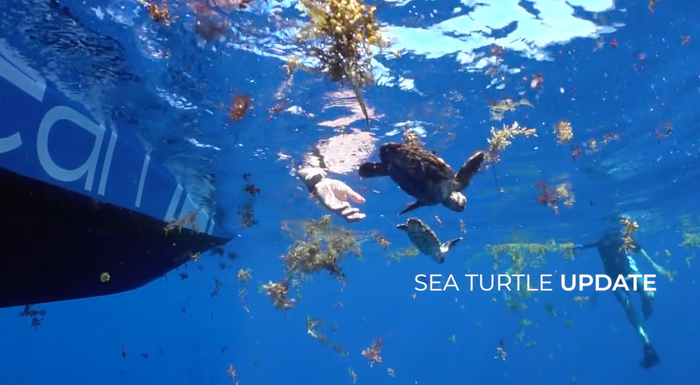 4ocean Sea Turtle Release with FAU Marine Research Lab
