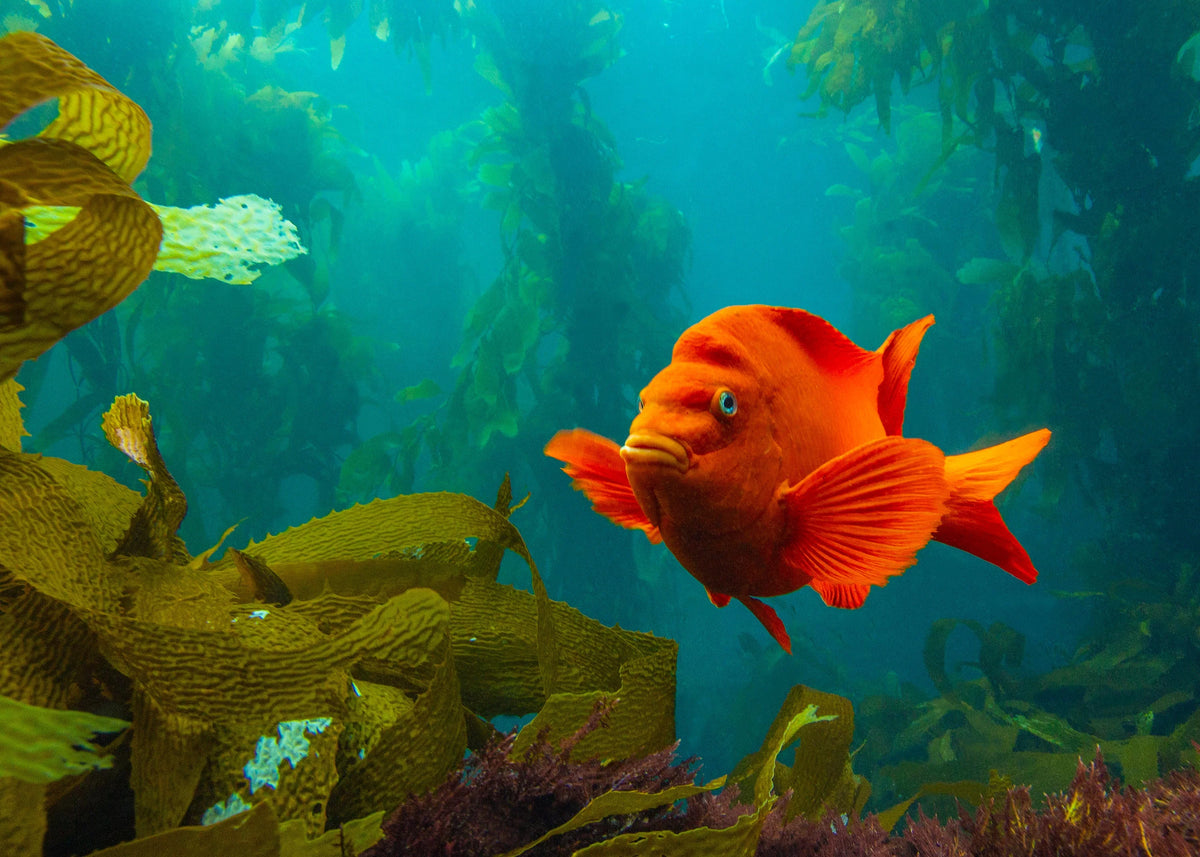 Kelp Forests