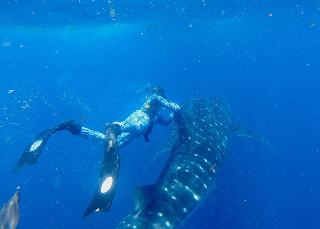Guy Harvey Ocean Foundation and 4ocean Team Up to Tag Whale Sharks