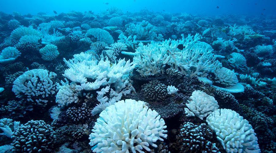 No Coral, No Blue: Why Coral Restoration is a Crucial to Ocean Conservation - 4ocean