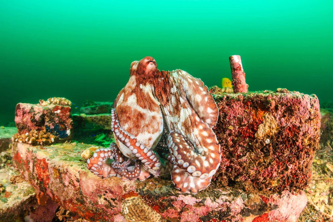 4ocean Octopus Bracelet