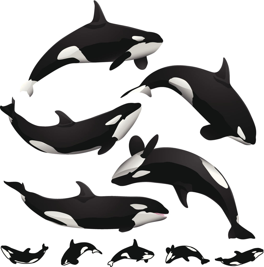 4ocean Orca Bracelet 
