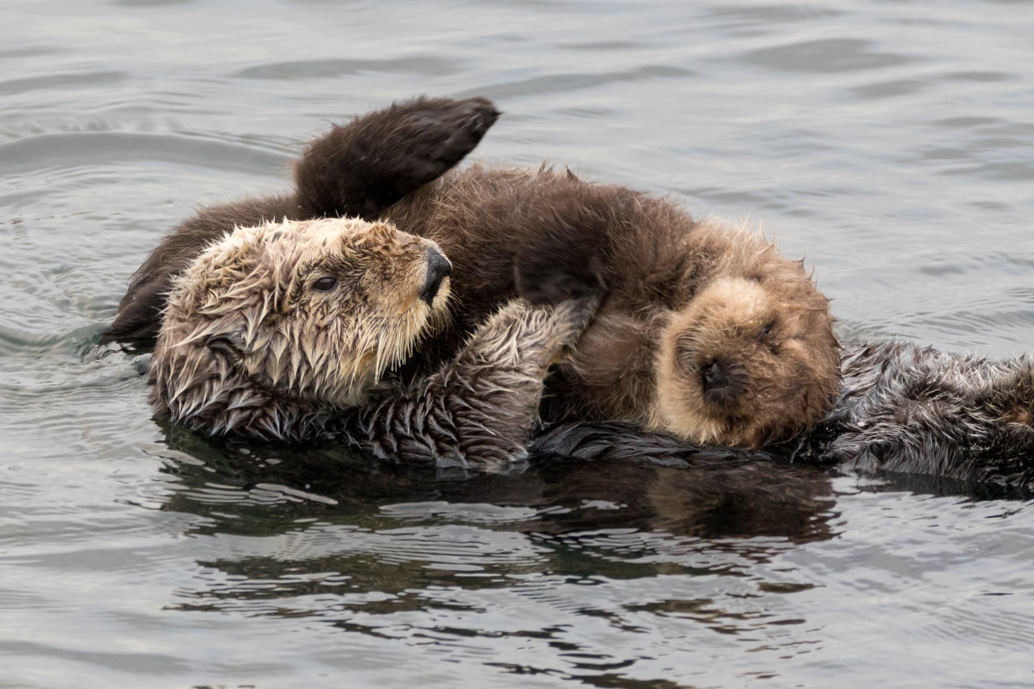 4ocean Sea Otter Bracelet Monterey Bay Aquarium 4ocean Bracelets
