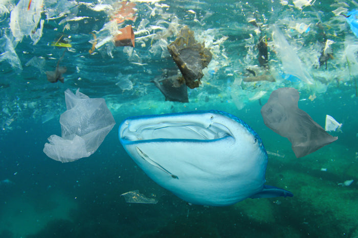 Do Filter Feeders Filter Plastic?