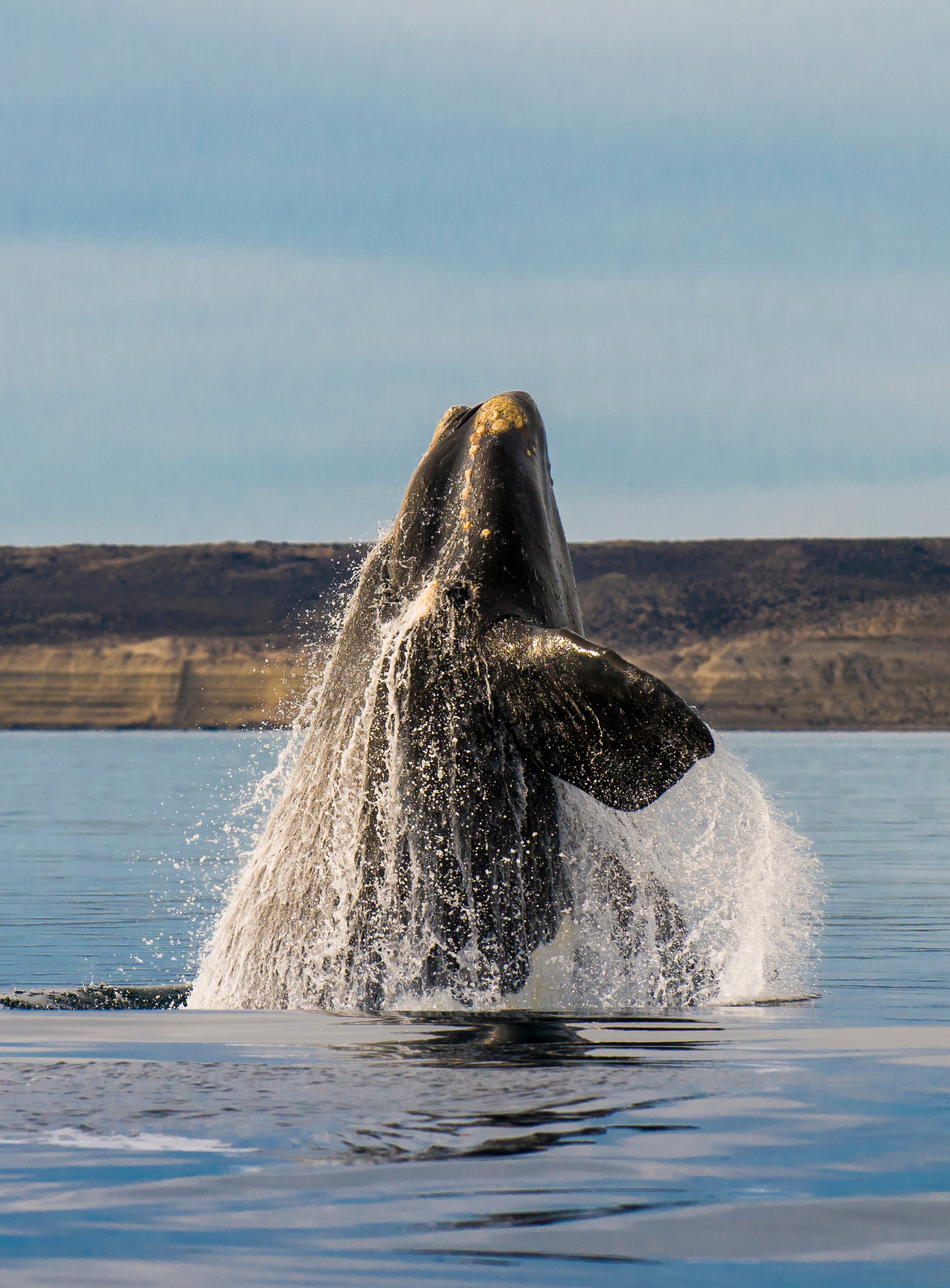 The Critically Endangered North Atlantic Right Whale
