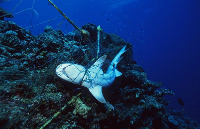 Ghost Nets: The Silent Killers in Our Oceans