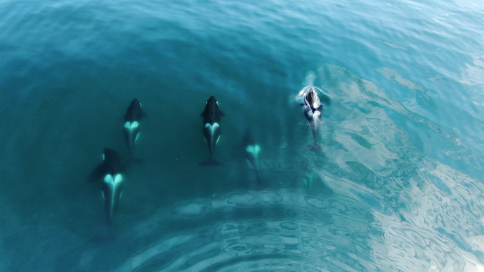 Creature Feature | Orca 