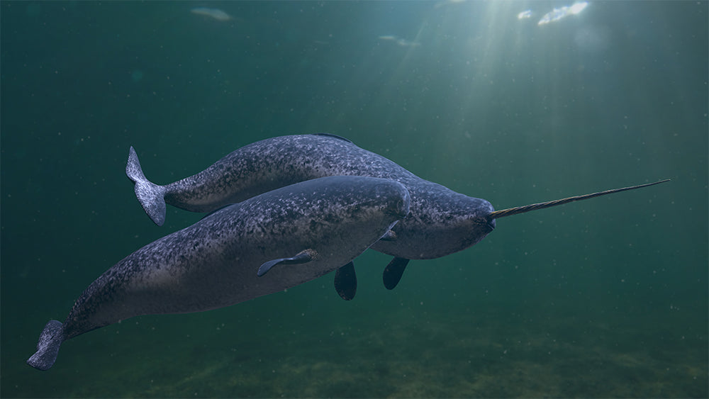 Creature Feature: Narwhals