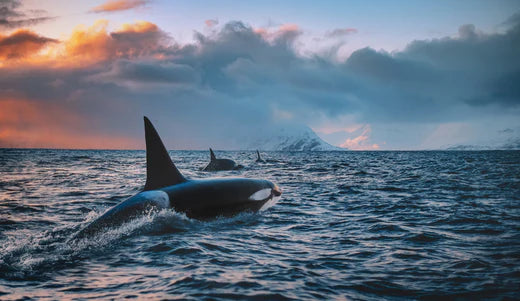 Orca washed up on the beach with Plastic in stomach