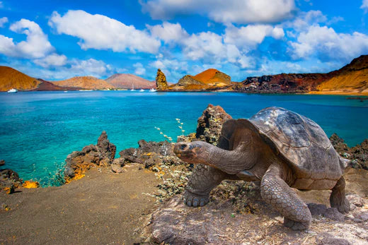 The Galapagos Islands and Oceanic Plastic Crisis!