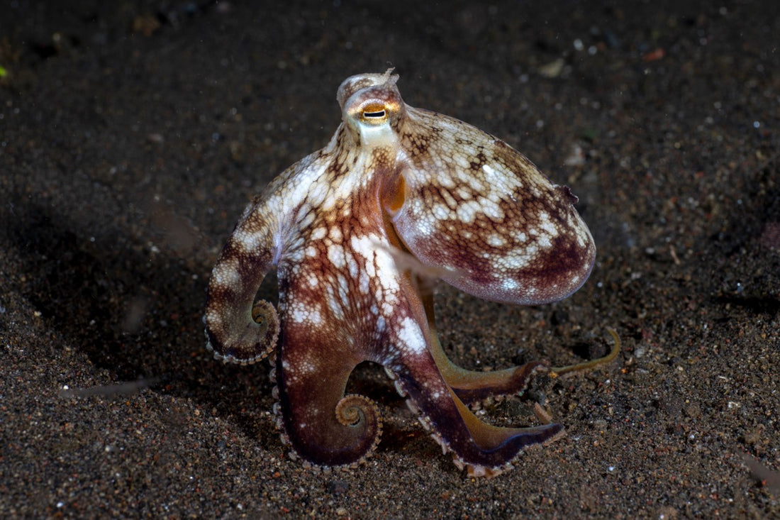 Creature Feature: Octopus