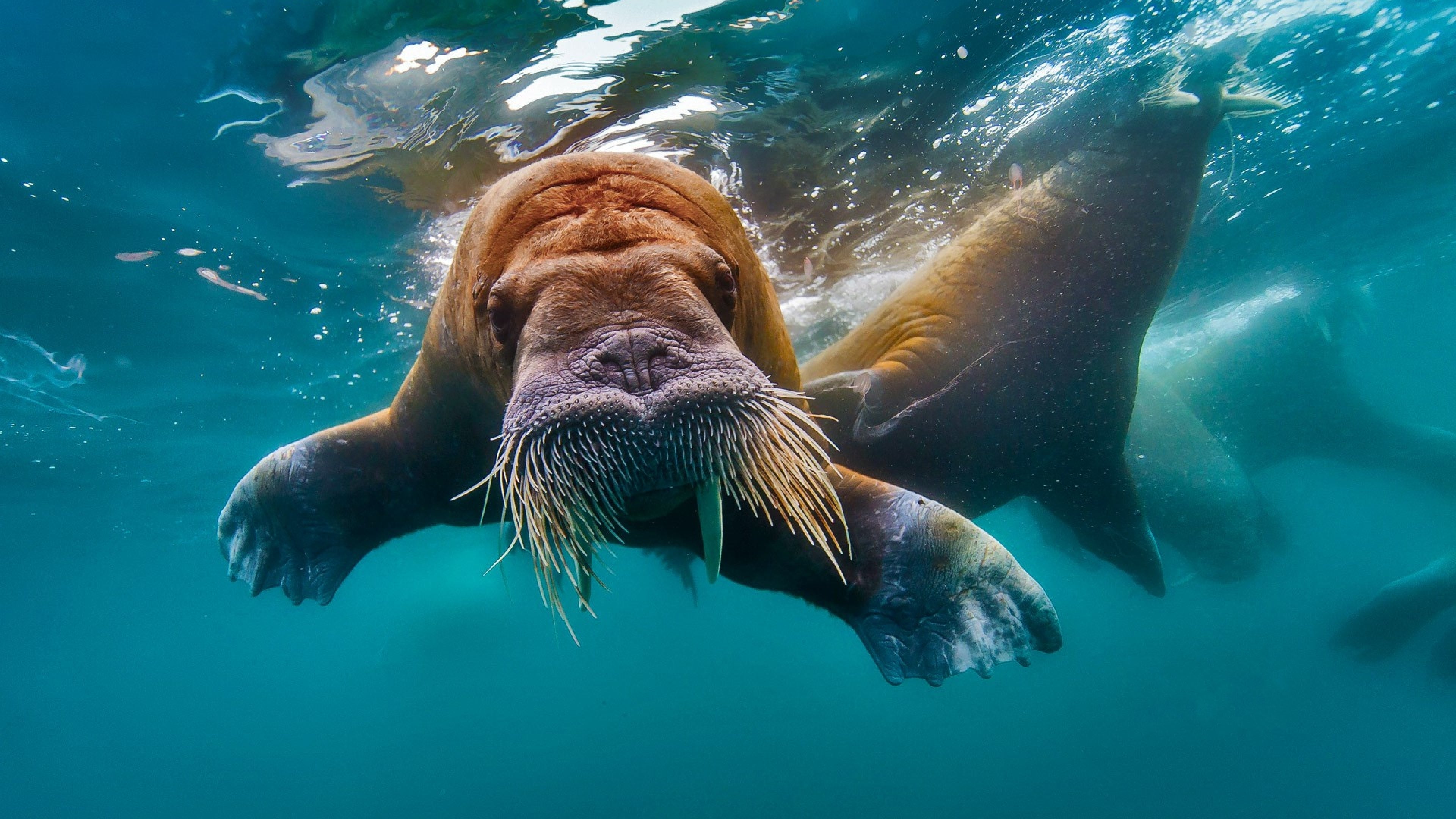 All About Walruses | 4ocean Cause of the Month | January 2024