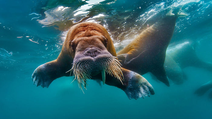 Creature Feature: Walrus