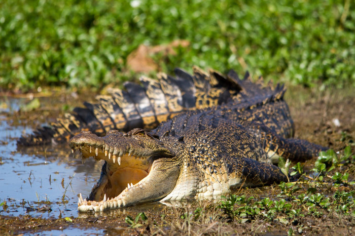 Creature Feature: Saltwater Crocodiles