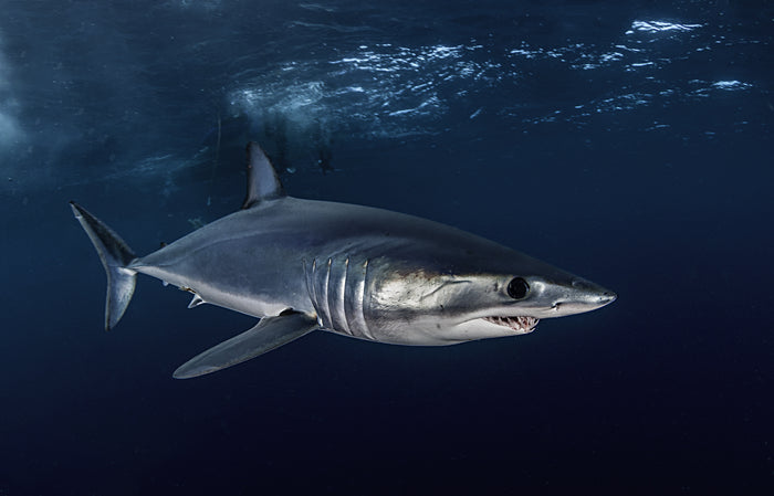Cause of the Month: Mako Sharks
