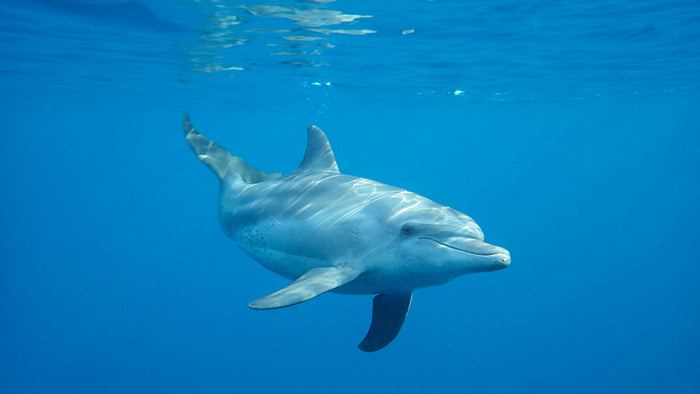 All About Dolphins | 4ocean Cause of the Month | August 2023