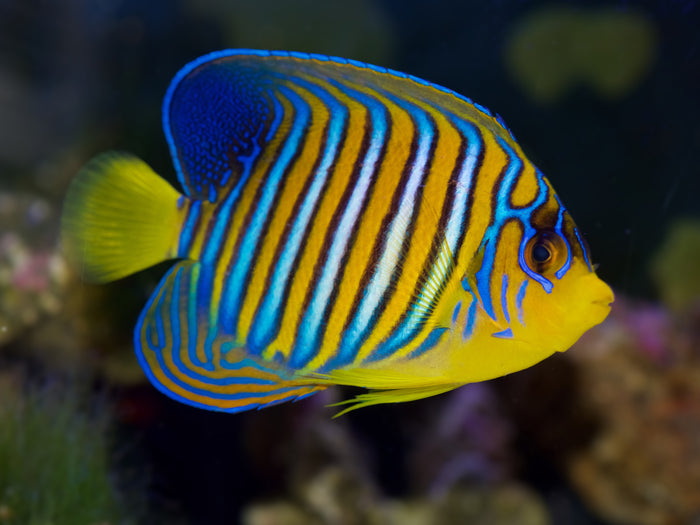 Cause of the Month: Saltwater Angelfish