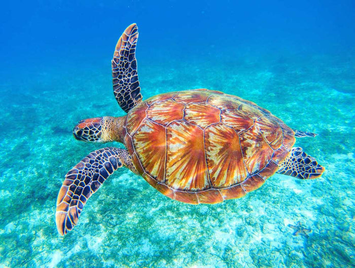 Suffocating Seas: Plastic Pollution Poses Deadly Threat For Sea Turtles