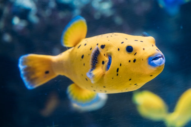 All About Pufferfish | 4ocean Cause of the Month | September 2023