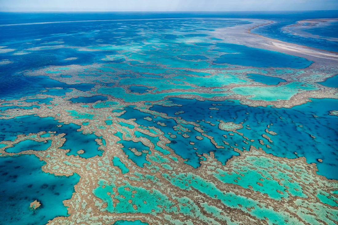 4ocean Great Barrier Reef Bracelet