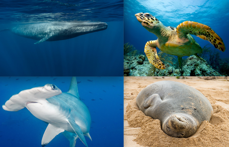 Today is Endangered Species Day: Let's Act as One - 4ocean