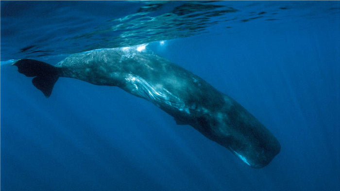 Sperm Whale Washed Up With At least 7 Types Of Fishing Nets In Stomach