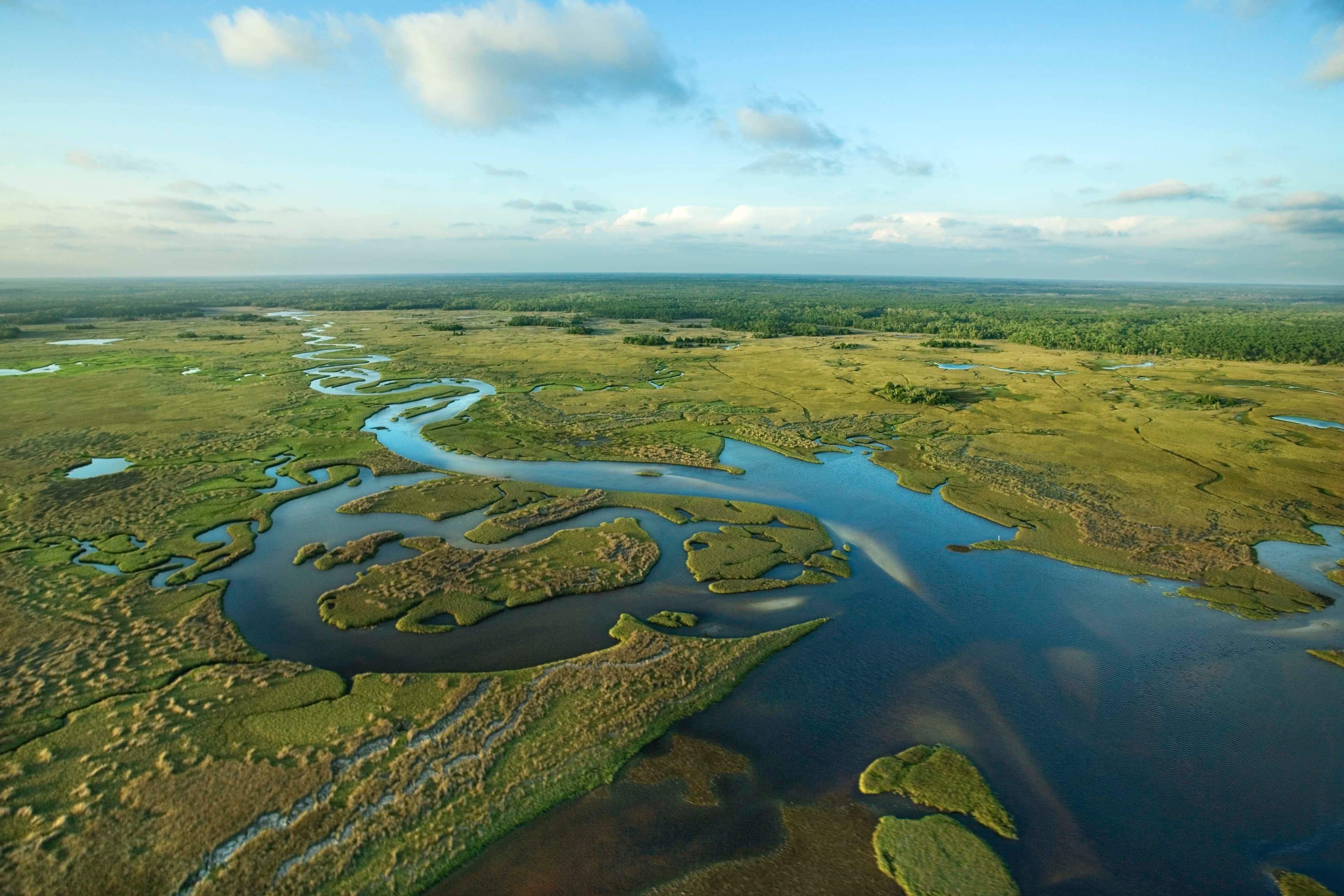 4ocean Everglades Bracelet Ocean Bracelet Captains For Clean Water