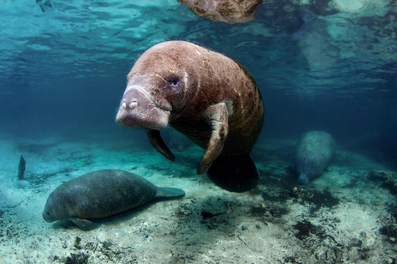 Manatee – 4ocean Manatee – 4ocean