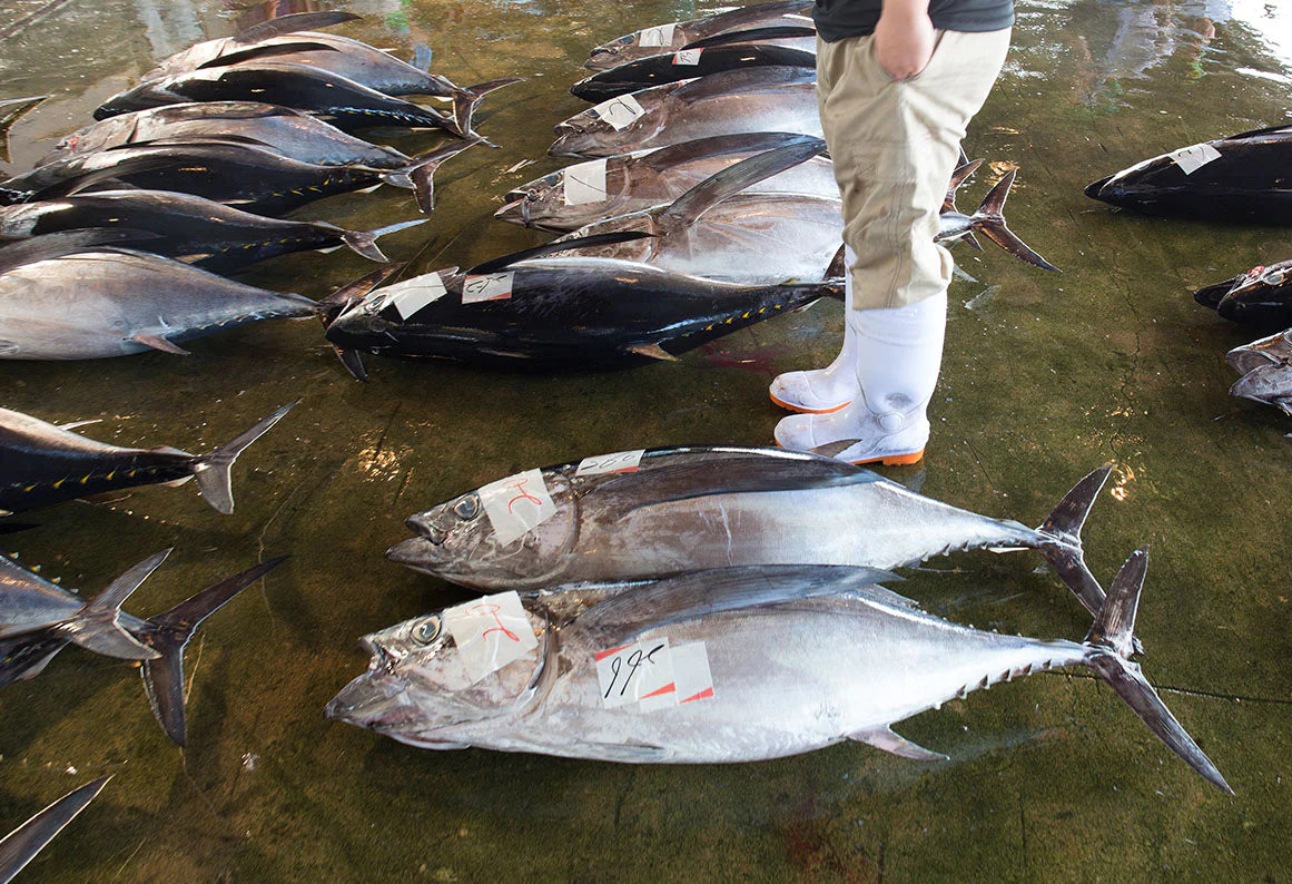 Sustainable Fishing – 4ocean