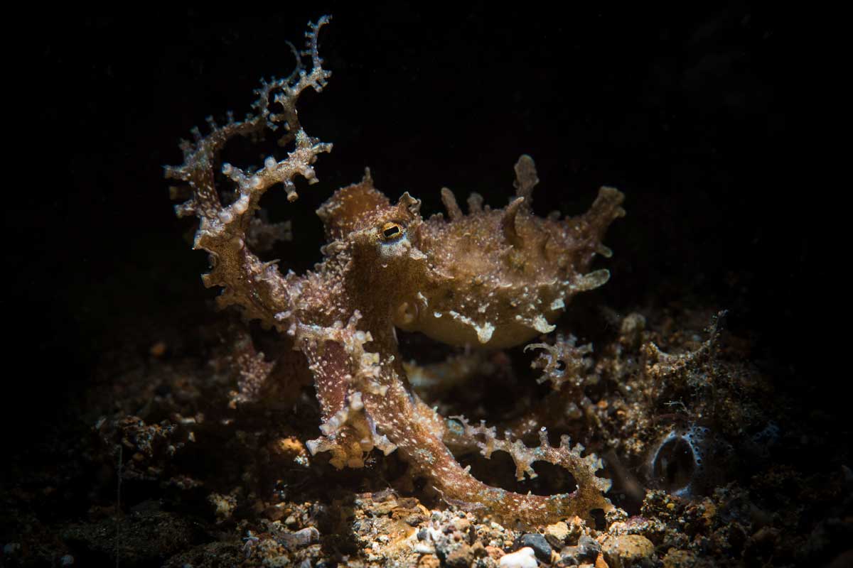 Cause of the Month: Blue-Ringed Octopus – 4ocean