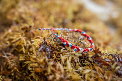 Limited Edition 2026 Hammerhead Shark Bracelet