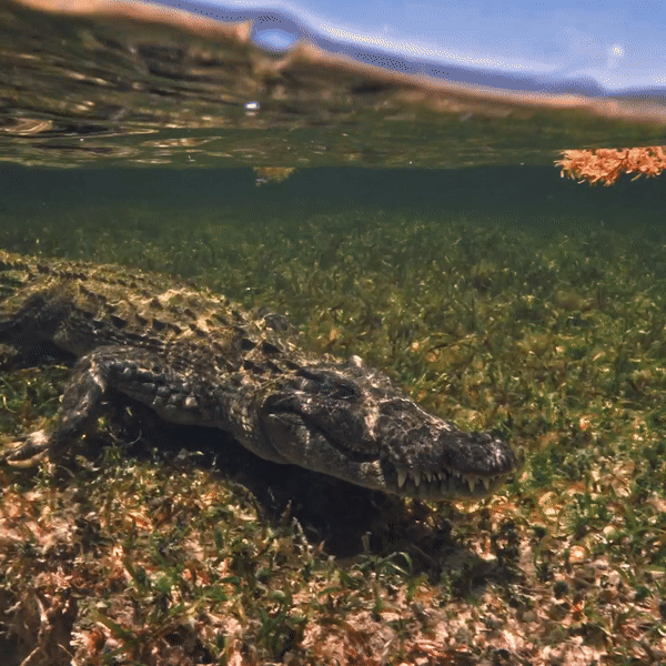 Saltwater Crocodile Bracelet