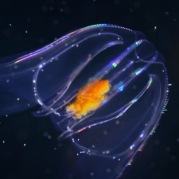 Deep Sea Beaded Bracelet in Abyssal Blue Glow